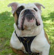 English Bulldog Luxury Handcrafted Leather Dog Harness uk