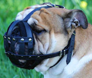 Soft Leather Muzzle for Bulldog Flat Snout, Perfectly Ventilated