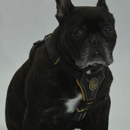 French Bull Dog Harness for sale | Small Dog Harness French Bull Dog Harness for sale | Small Dog Harness