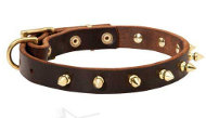 French Bulldog Walking Collar with Brass Spiked Design French Bulldog Walking Collar with Brass Spiked Design