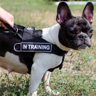 The Best French Bulldog Harness for Stop Dog Pulling for Small Dogs