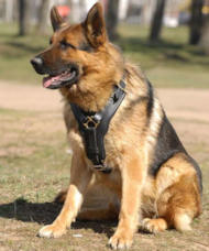 German Shepherd luxury padded leather harness for dog uk German Shepherd luxury padded leather harness for dog uk