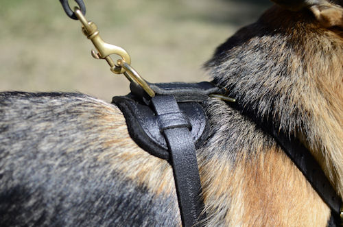 German Shepherd leather harness