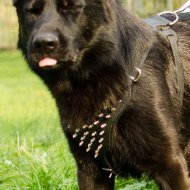 German Shepherd Leather Harness with Spikes