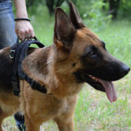 German Shepherd Harness with Handle | Best Nylon Dog
Harness