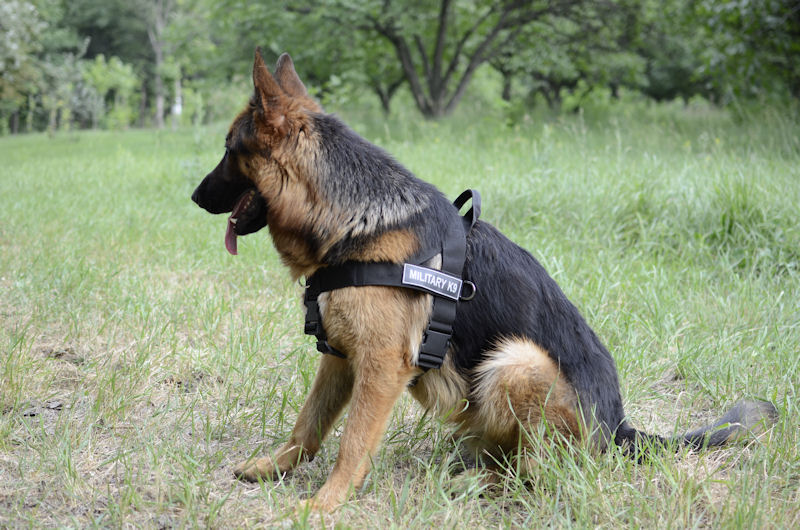 German Shepherd Harness UK Bestseller Dog Harness UK