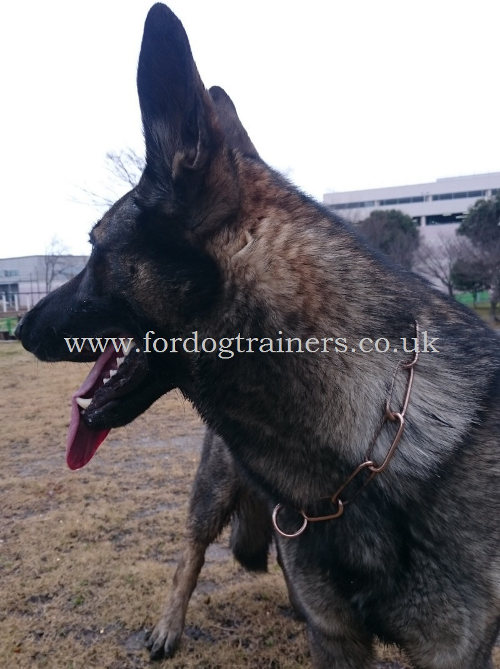 Herm Sprenger Dog Collar for German Shepherd