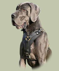 Exclusive Handcrafted Padded Leather Harness for Great Dane Exclusive Handcrafted Padded Leather Harness for Great Dane