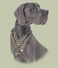 Great Dane Royal Dog Studded Leather Harness H11 Great Dane Royal Dog Studded Leather Harness H11
