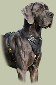 Great Dane Protection/Attack Leather Dog Harness