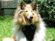 Protection/Attack Leather Dog Harness for Collie, UK Protection/Attack Leather Dog Harness for Collie, UK