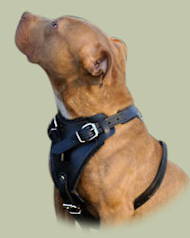 Agitation Leather Dog Harness UK for Pitbull