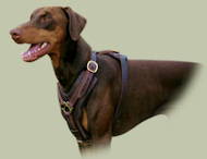 Doberman Luxury Handcrafted Padded Leather Harness