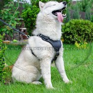 High-Quality Comfortable Leather Dog Harness For Husky