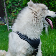 Husky Dog Training Harness | Padded Leather Dog Harness Husky Dog Training Harness | Padded Leather Dog Harness