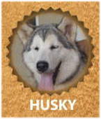 Husky-Akita breeds