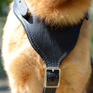 Best Harness for German Shepherd