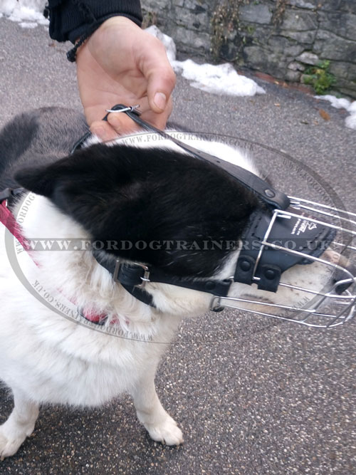 buy dog muzzle basket for Karelian Bear Dog online
