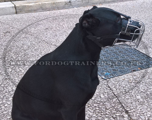 buy wire dog muzzle for Labrador online UK