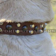 Labrador Walking Dog Collar | Leather Dog Collar for Labrador