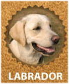 Labrador