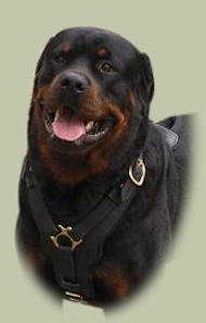 Rottweiler Luxury Handcrafted Padded Leather Harness UK Rottweiler Luxury Handcrafted Padded Leather Harness UK