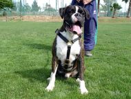 Luxury Handcrafted Leather Large Harness H7 for Boxer Luxury Handcrafted Leather Large Harness H7 for Boxer