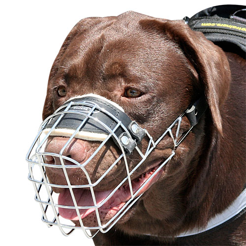 Labrador Retriever muzzle