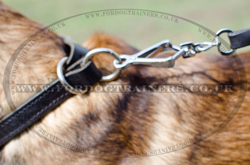 dog slip collar for Malinois Shepherd buy online