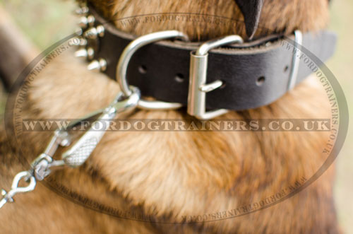 spiked dog collars for Malinois