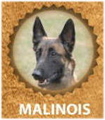 Belgian Malinois