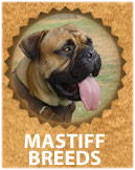 Bullmastiff