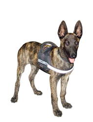 Belgian Malinois Nylon reflective multi-purpose dog harness UK Belgian Malinois Nylon reflective multi-purpose dog harness UK