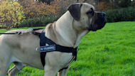 Everyday all weather nylon dog harness for Boerboel
