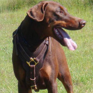 Doberman Harness UK | Padded Dog Harness for Large Dog Doberman Harness UK | Padded Dog Harness for Large Dog