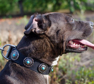 Pitbull Leather Dog Collar with Blue Stones