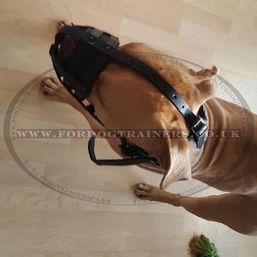 choose leather dog muzzle online