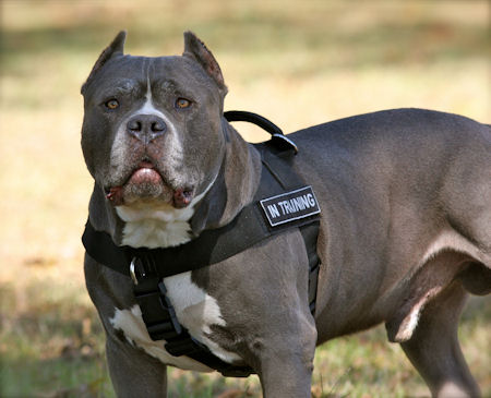 Pitbull harness for K9 dogs
