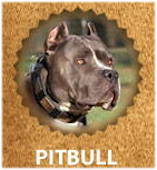 Pitbull breed