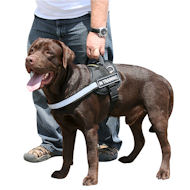 Labrador used for
