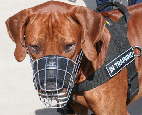 Best Design Wire Dog Muzzle for Rhodesian Ridgeback Dog