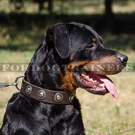 Elegant Leather Dog Collars with Round Plates for Rottweiler
