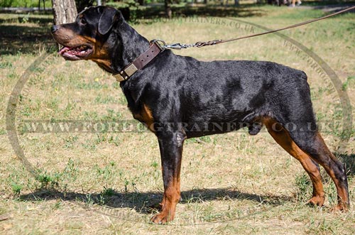 Large Dog Collar for Rottweiler Style and Comfort