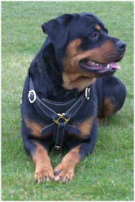 Rottweiler Tracking Walking leather dog harness UK, Top Quality Rottweiler Tracking Walking leather dog harness UK, Top Quality