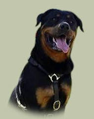Rottweiler Luxury Handcrafted Leather Large Dog Harness Rottweiler Luxury Handcrafted Leather Large Dog Harness