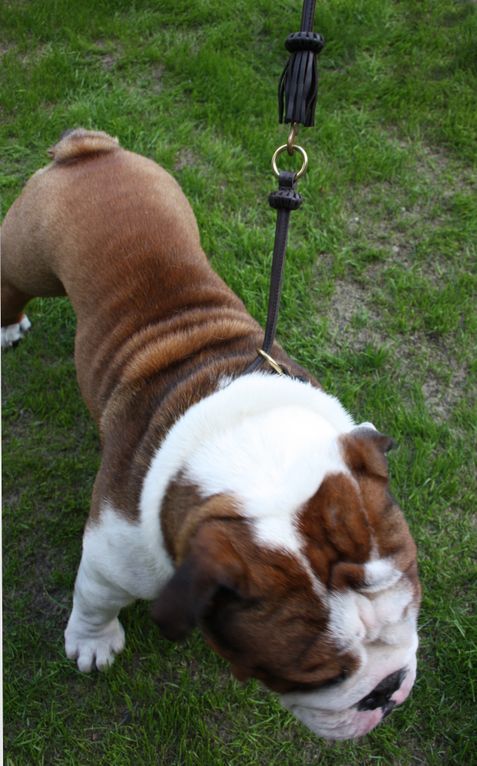 Round dog leather collar, English Bulldog