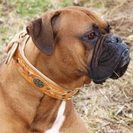 handmade dog collar for Boxer Walking