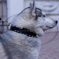 Genuine Leather Gold Spiked Dog Collar for Siberian Husky