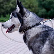 Best Collar for a Husky Dog with Brass and Nickel Rivets