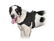 Nylon multi-purpose dog harness for Sarmatian Mastiff